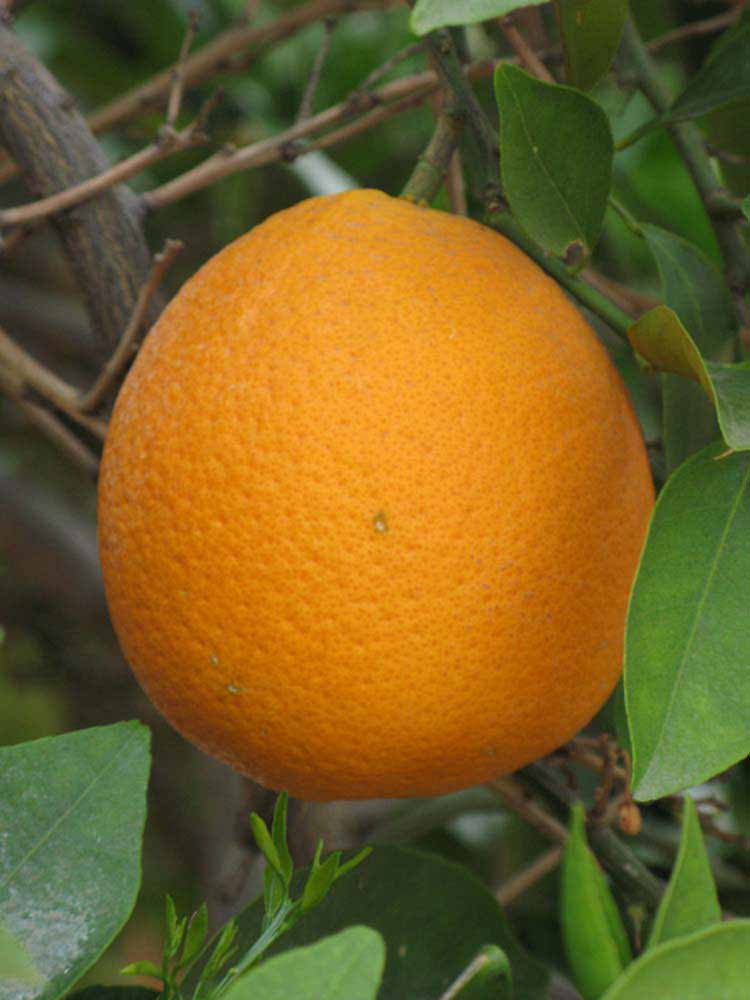            Fruit (Riverside, CA)   